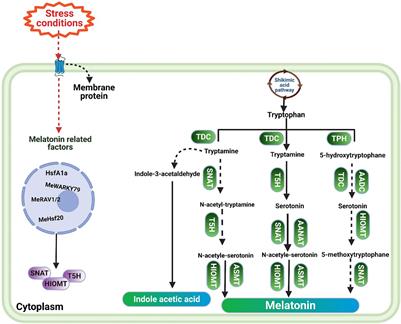 Melatonin Induced Cold Tolerance in Plants: Physiological and Molecular Responses